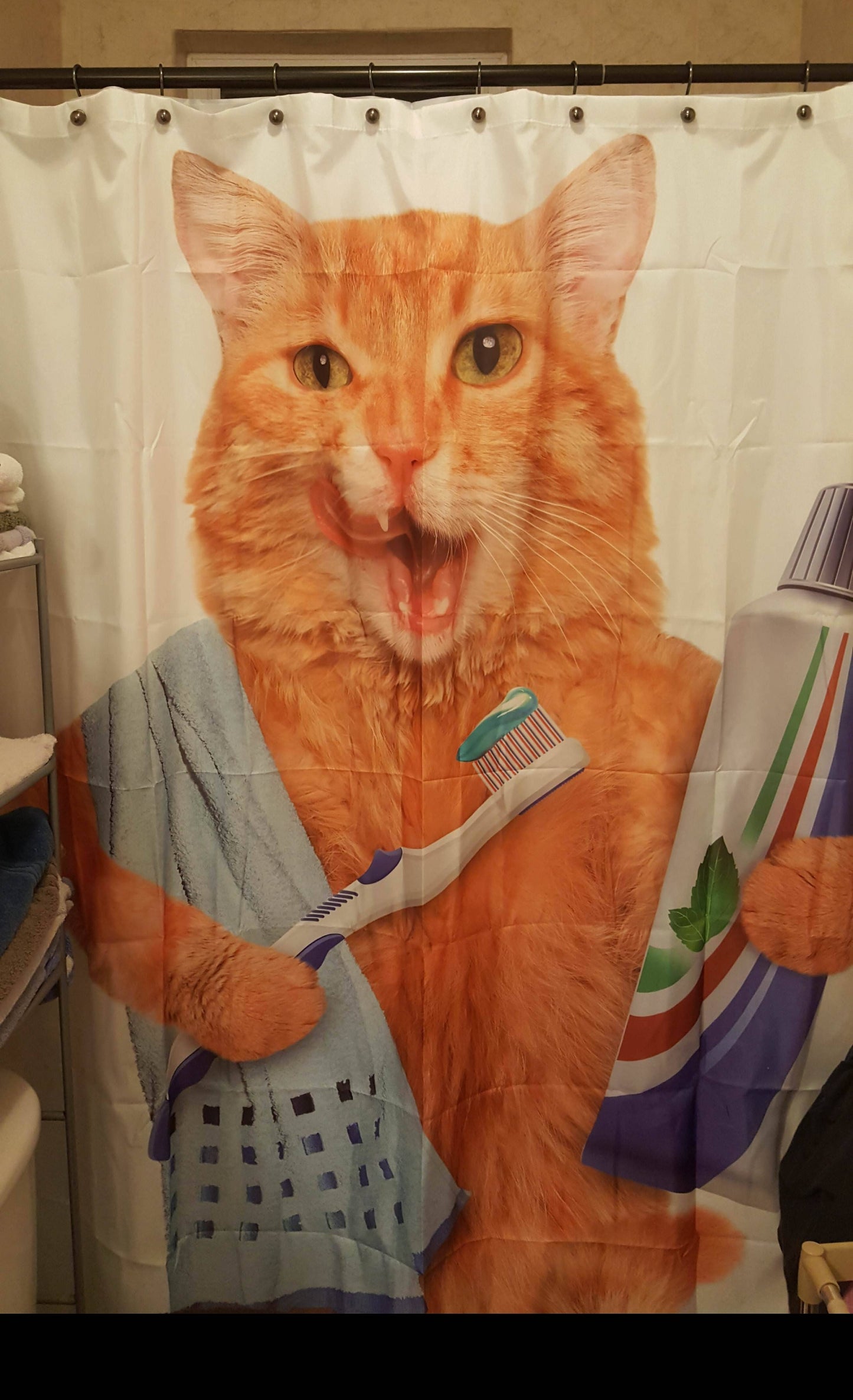 Brushing Teeth Funny Kitten Pet Ginger Cat Shower Curtain