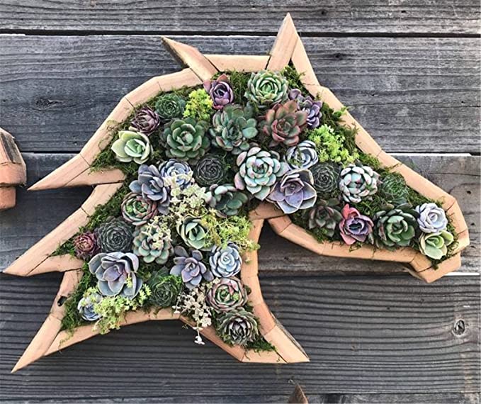 jardinière pot de fleur extérieur Arrangement de boîte en bois pour succulente verticale
