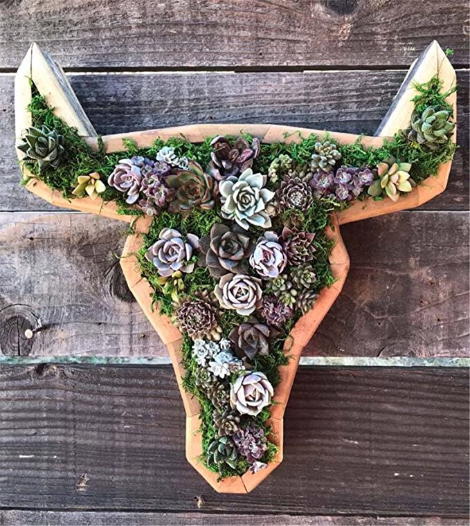 jardinière pot de fleur extérieur Arrangement de boîte en bois pour succulente verticale