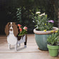 Springer Spaniel Shaped Planter Flower Pot