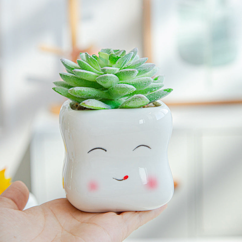 Tooth Shape Succulent Planter - 4 Pack, Smiling Cute Small Cactus