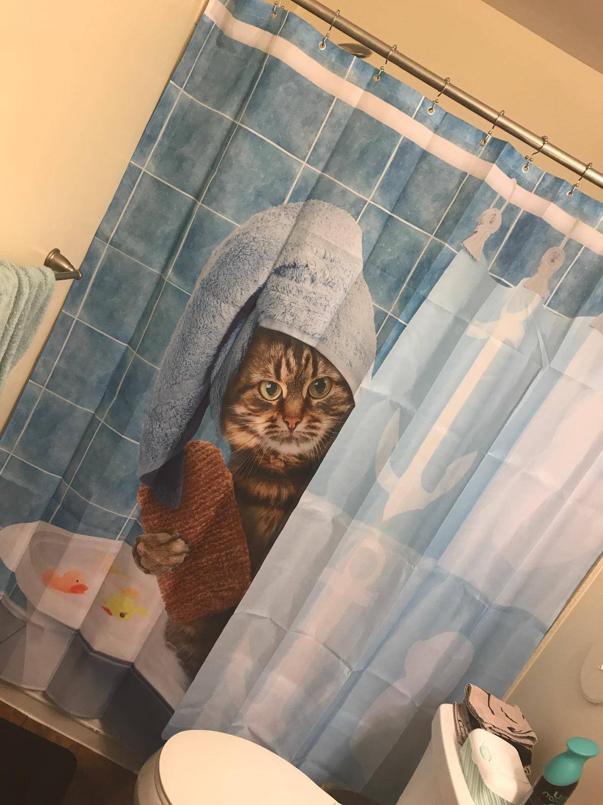 Blue Wall Funny Bathing Cat Cute Kitten Shower Curtain
